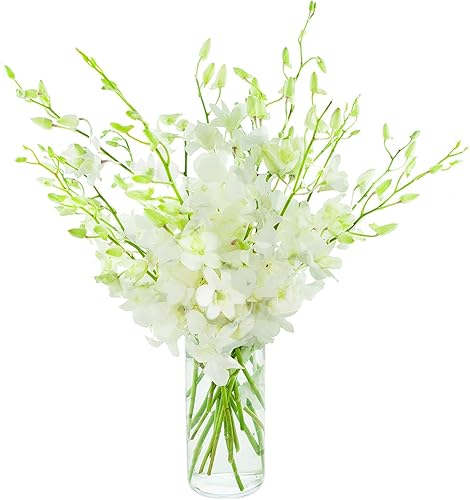 Miniatura 20 de Flores frescas recién cortadas, orquídeas Dendrobium púrpuras con jarrón Morado con un toque de blanco