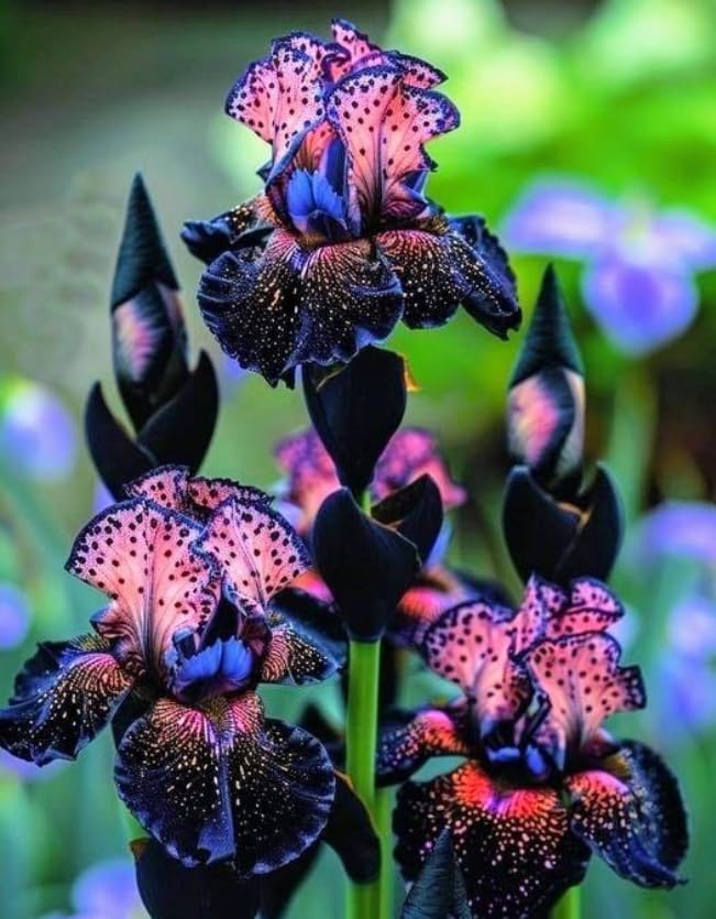 Iris Plants Live, Hardy Perennial Bearded Iris for Outdoor Garden Yard Planting-that Grow Fast/Golden Jade Carving-4 Bulbs-D