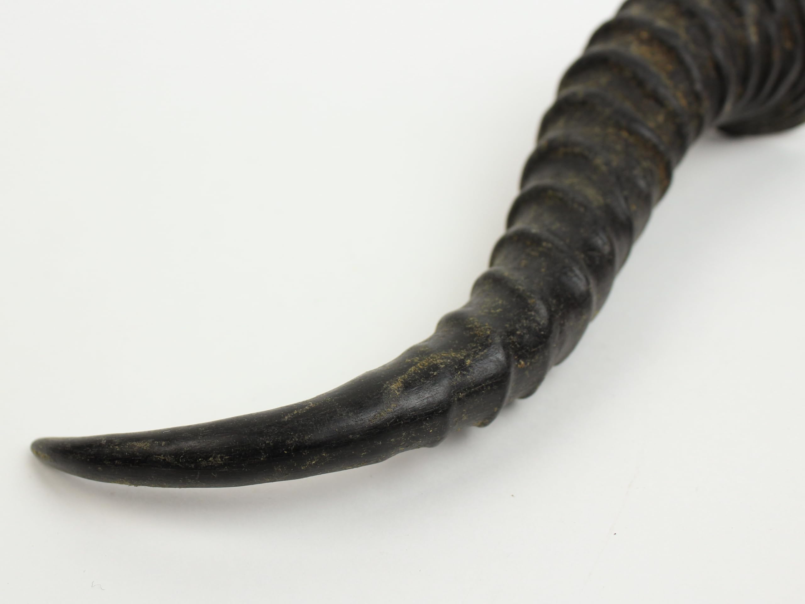Real Springbok Horn: Large 9