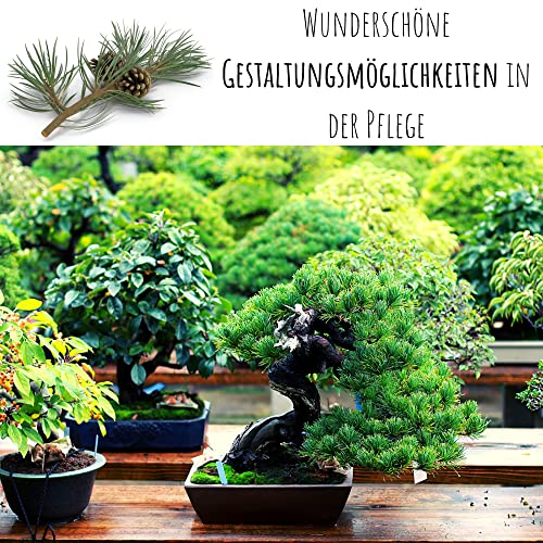 Exotische Bonsai Samen mit hoher Keimrate - Pflanzen Samen Set für deinen eigenen Bonsai Baum (1x Australische Kiefer)