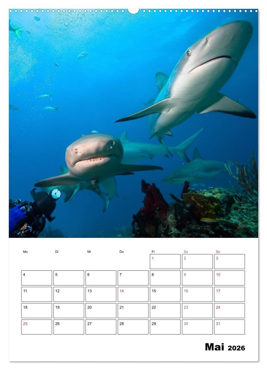 Tauchen - Abtauchen und Staunen (hochwertiger Premium Wandkalender 2026 DIN A2 hoch), Kunstdruck in Hochglanz: Abtauchen in die faszinierende Unterwasserwelt unserer Meere