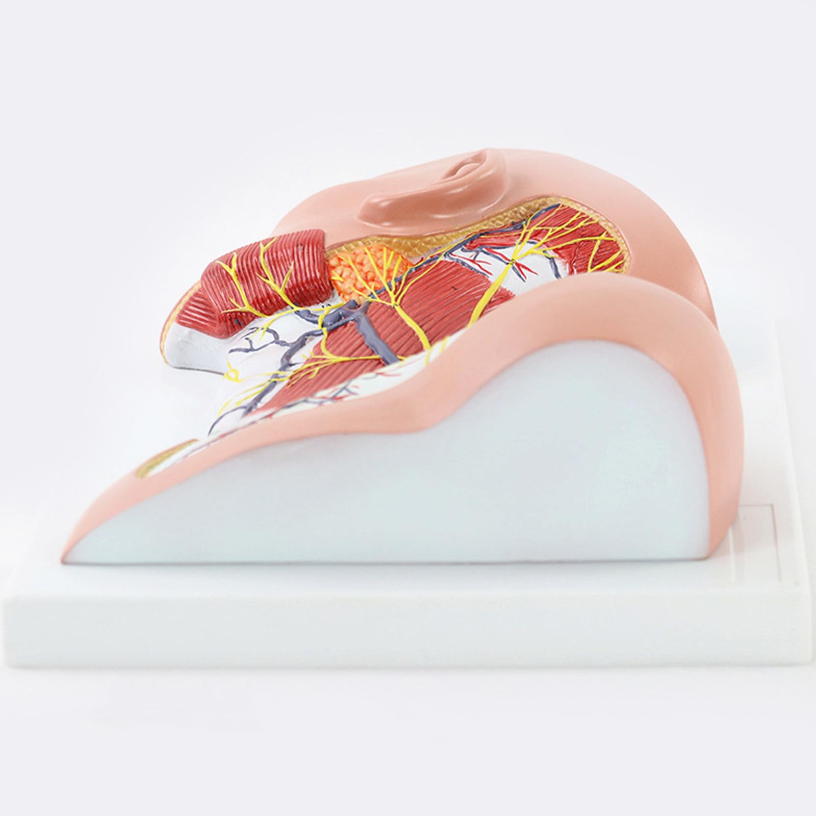 Model Powierzchownych Mięśni Szyi Nerwowo -Naczyniowych - Częściowy -Anatomiczny Model Szyi, Naukowo Dokładne Materiały Dydaktyczne Medyczne.