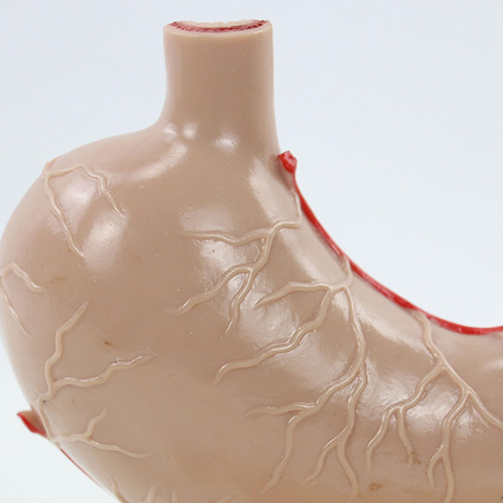 Modelo anatomía estómago tamaño Natural - Modelo anatómico órganos Humanos - Modelo estómago anatómico patológico médico - Modelo Esqueleto para Estudio, exhibición y enseñanza