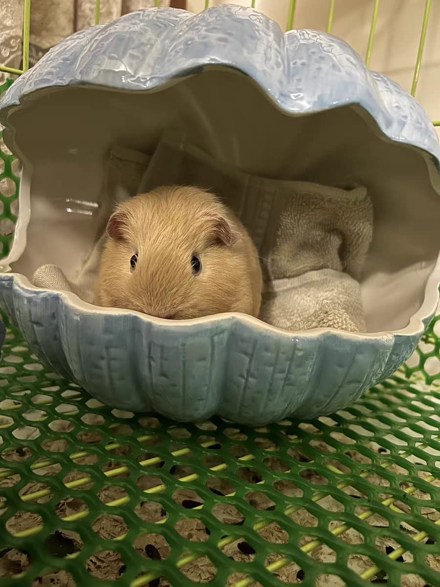 Kleintierversteck, extra groß, Keramikschalenform, Meerschweinchenhaus, Chinchilla, Iglu, Hütte, Sommerbett, Käfig, Zubehör für Igel, Kaninchen, Hamster, Ratten (XL (24.1x17.8x20.9 cm), blau)