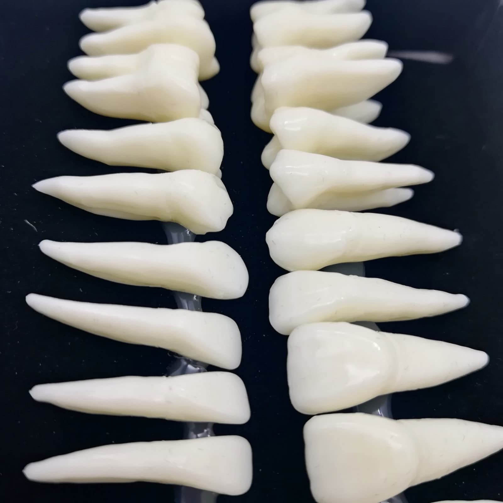 Xiaoxu 28 Pezzi 1:1 Dimostrazione Dentale Denti permanenti Modello didattico Studio Implantologia Dentale Prodotto per la Pratica odontoiatrica