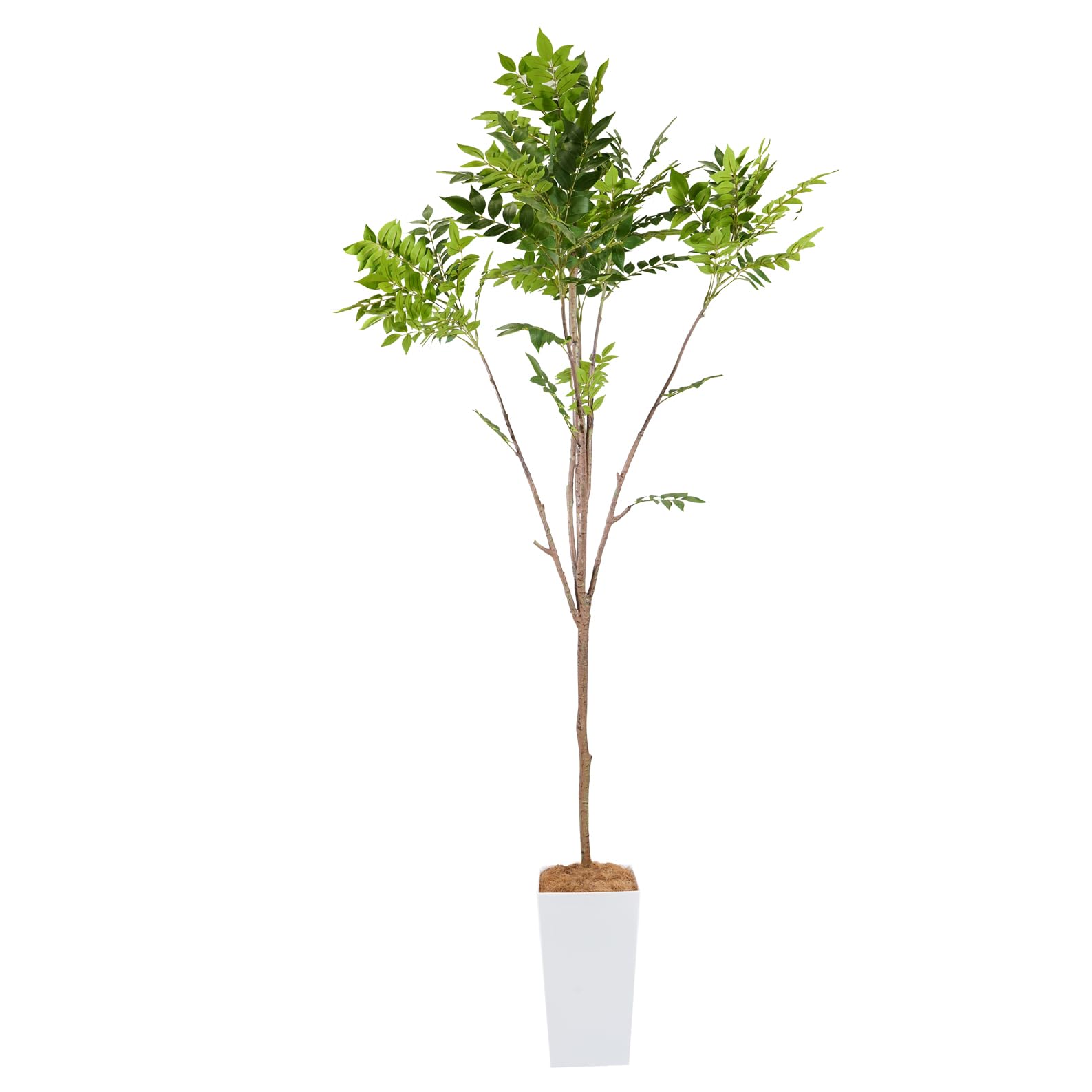Botanical life+ フェイクグリーン 観葉植物 光触媒 大型 消臭 抗菌 シマトネリコ 220cm Kシリーズ