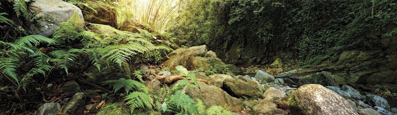 Galápagos (05400) Terrarium Background Clings, 11.125" x 36", Woodland