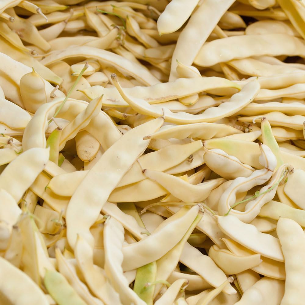 Climbing French Bean Golden Gate Seeds – Reliable & Delicious, Flat Stringless Pods – RHS Award of Garden Merit – for Your Beautiful Kitchen Garden