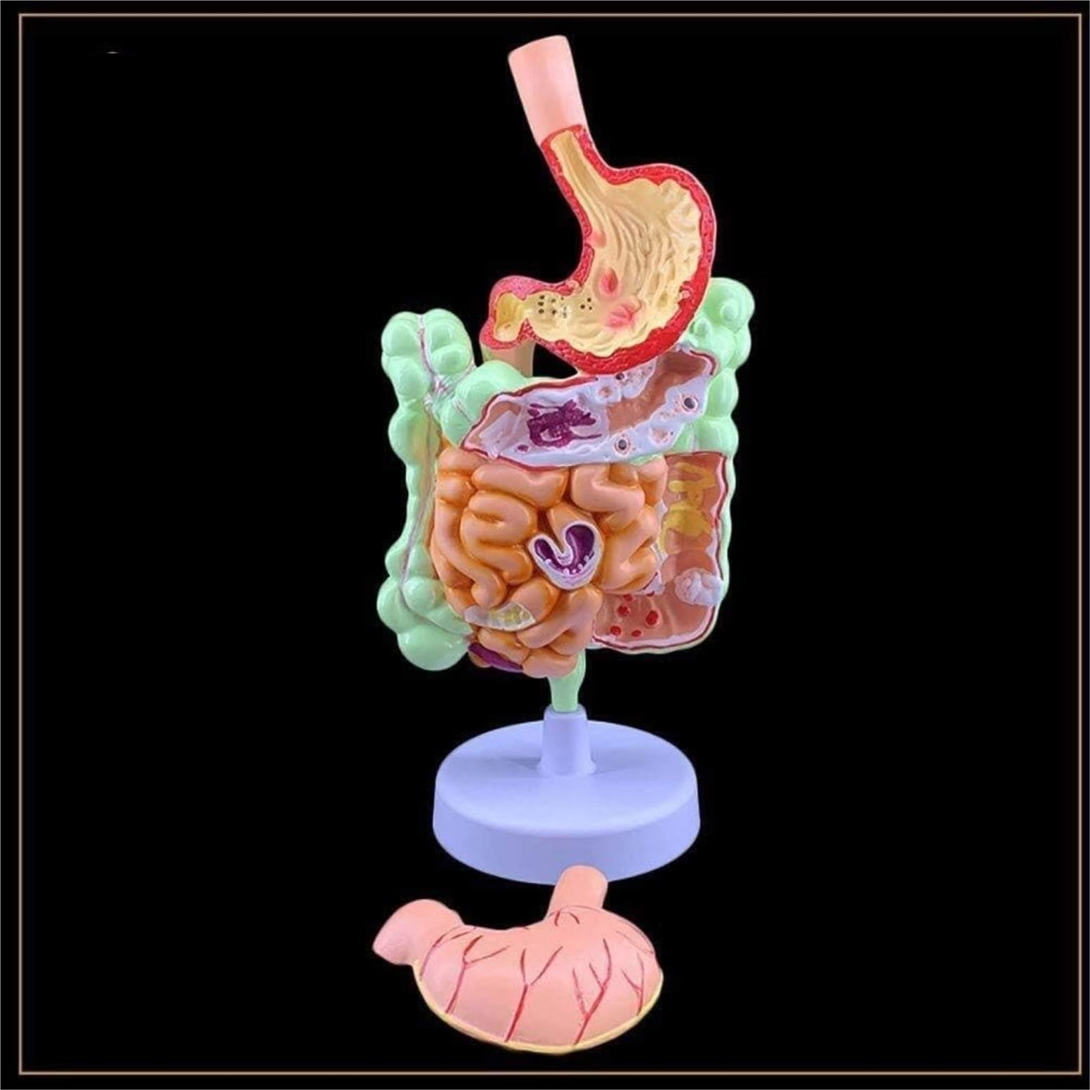 Human Modèle Modèle du Système Digestif des Organes Humains, D'anatomie Duodénum, ​​enseignement Médical, Anatomique Os Humaines Anatomie