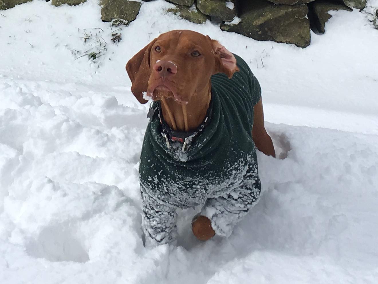 hotterdog fleece small