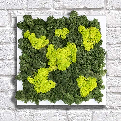 Square Preserved Moss Frame Wall Art Dark Green/Light