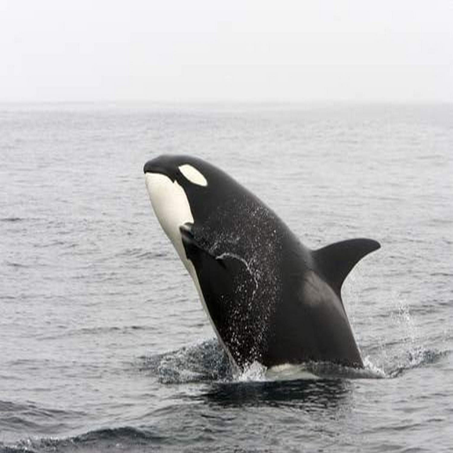 A transient killer whale breaching Monterey Bay California Poster Print by VWPicsStocktrek Images (34 x 22)