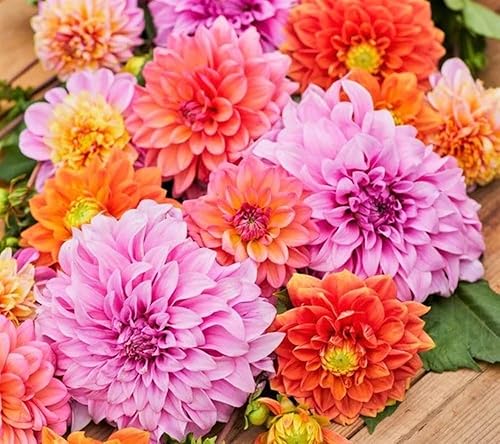 SeedsGo - Mezcla de flores de dalia gigante, paquete de 1500 semillas