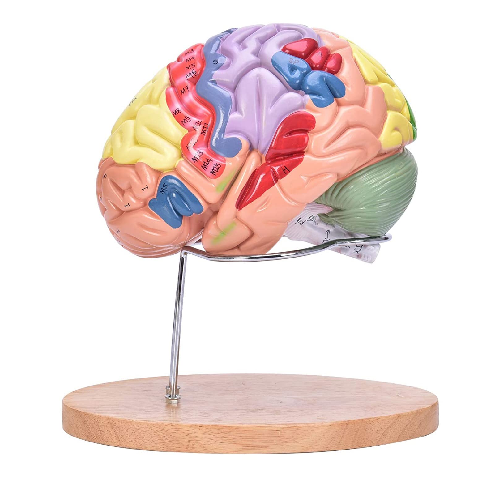 Human Brain Model for Neuroscience Teaching with Labels 2 Times Life Size Anatomy Model for Learning Science Classroom Study Display Medical Model