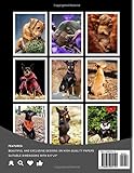 Zoom IMG-1 miniature pinschers photo book king