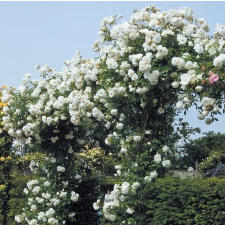 “Iceberg Climbing“Rose Plant in A 3 Litre Pot- Beautiful White Colour Rose