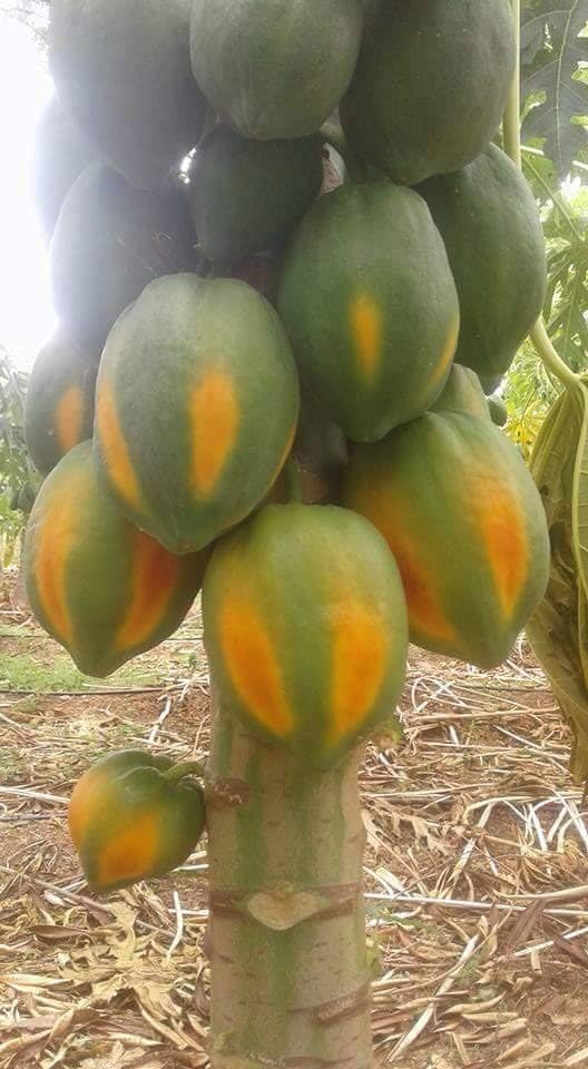 Golden Bloom 120 Hybrid Papaya/Papita Red Lady Hybrid Fruit Plant Seeds for Outdoor Gardening- 120 Seeds (B0CTTT7SGM) Amazon Price History, Amazon Price Tracker