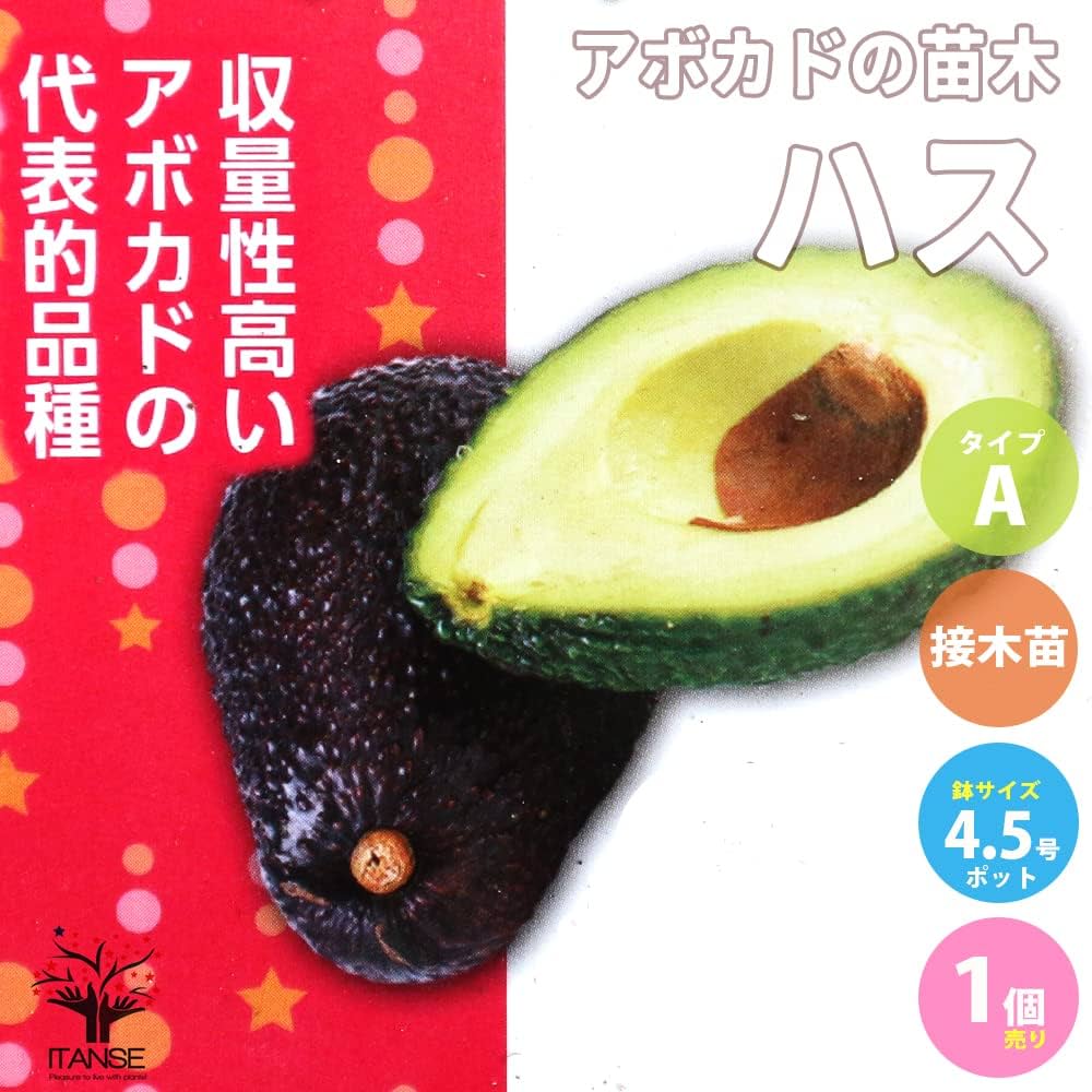 アボカド１個　青上植木にある方 若木の果樹 楽天市場】【リンダ種】 アボカド Aタイプ 1年生 接木苗 : 苗木部 by