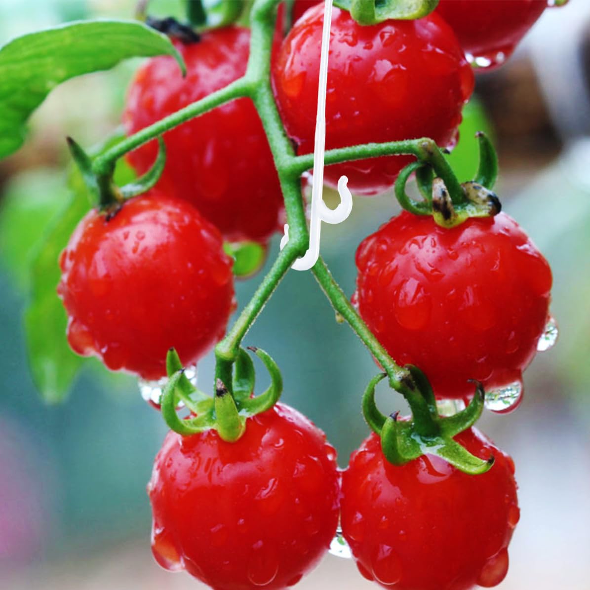 NUOBESTY 850 Pezzi Gancio di Supporto per Piante, per Pomodori e Peperoni | Nailon Bianco, per Serra e Orto, Fissa i Tralci, Aiuta a Controllare la Crescita, Confezione 1kg
