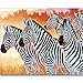 GBPR Puzzle 12000 Pezzi,Jigsaw Puzzle per Adulti, Tampa di Alta qualità, Relaxzebra-2000 Pezzi