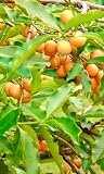 Live Plant - Lemon Drop Mangosteen (Garcinia Intermedia) Fruit Tree 3″-12″