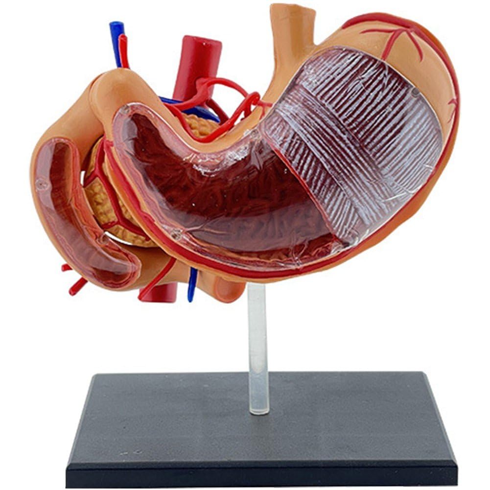 Modèle d'estomac de pancréas Hrippy pour cabinet et cours de biologie