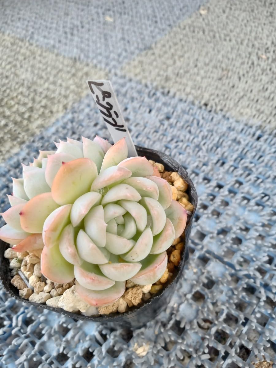 Amazon.co.jp: 多肉植物 ピンクラブ 抜き苗 エケベリア 7ハーフポット