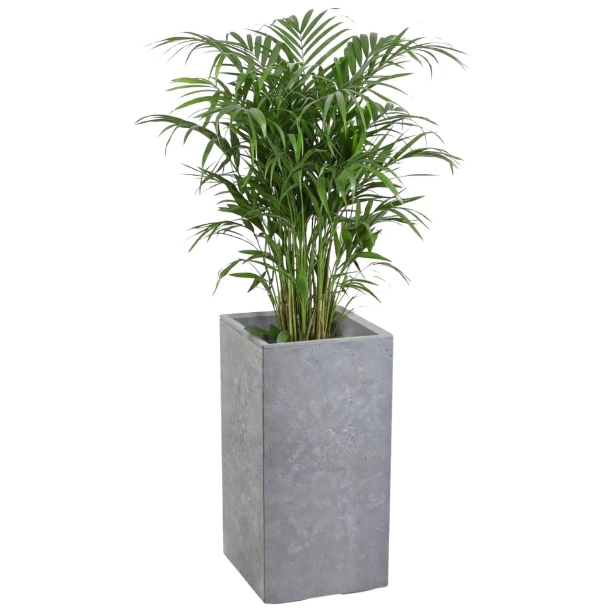 Blumentopf Blumenkübel grau 60x30 Übertopf Pflanzgefäß auf Rollen Betonstruktur Modern für Garten Balkon Terrasse