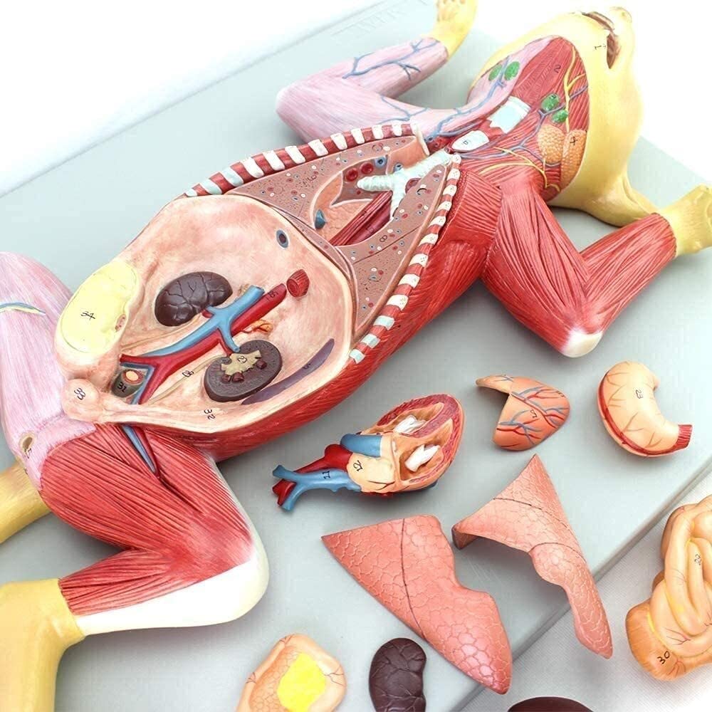 Model anatomiczny, zwierzę w rozmiarze życia kot oddzielony na 10 części model nauczania medyczny model narządów model szkieletu