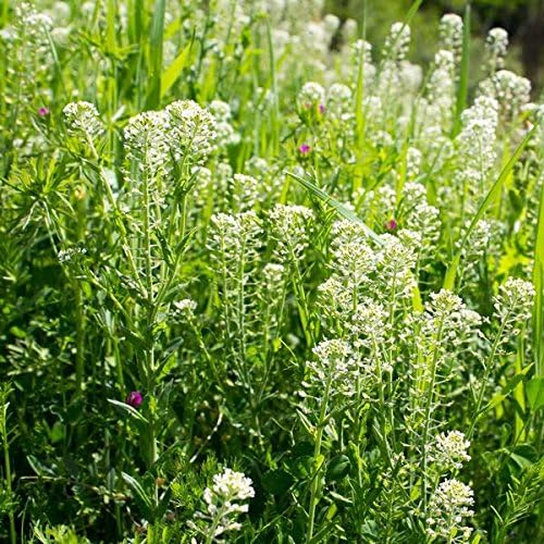 Palm Beach Medicinal Herbs - Field Pennycress (Thlaspi arvense) - Paquete de 40 Semillas