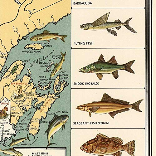 Pictoral Map Of The Usa's Big Game Fish Circa 1936 - Measures 24 Inches X 24 Inches (610 Mm X 610 Mm) #TOP4
