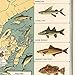 Vintage Big Game Fish Map of North America, Illustrated Fresh and Salt Water Fishing Guide, Decorative Wall Art Print (24 x 24 inches)
