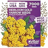KVITER 7000 Gold Yarrow Seeds (Achillea Filipendulina) — Perennial Flower Seeds to Plant Outside, Heirloom & Organic — Native Wildflower Seed for Herb Garden, Beds, Containers & Meadows