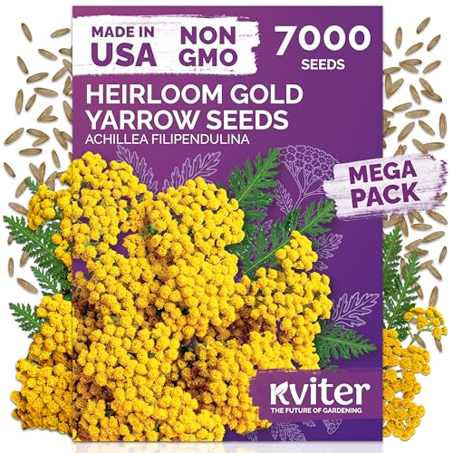 KVITER 7000 Gold Yarrow Seeds (Achillea Filipendulina) — Perennial Flower Seeds to Plant Outside, Heirloom & Organic — Native Wildflower Seed for Herb Garden, Beds, Containers & Meadows