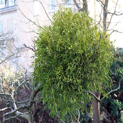 Mistletoe Tree Seeds Green 60pcs