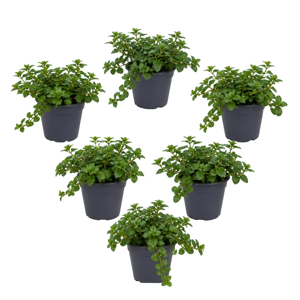 Mentha Piperita Menta Chocolate - Pack de 6 Unidades - 25-30 cm de Altura - para Cocina y Bebidas - DECOALIVE