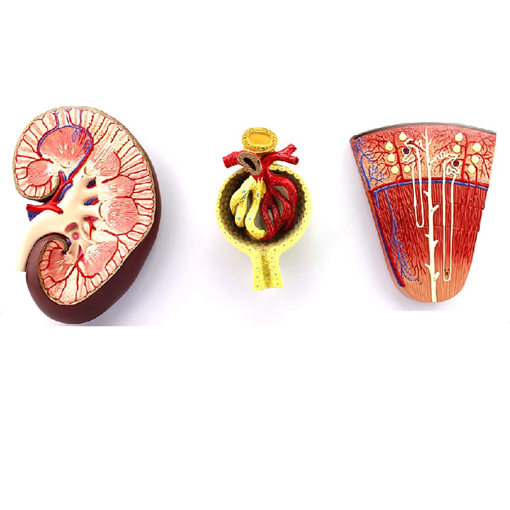Buy Adrenal Gland Model, Human Kidney, Medical Teaching Model Composed