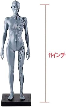 人体模型 高さ約83cm 色分け Amazon.co.jp: 人体模型 [全12パーツ（台座を含む） 45㎝] ユニ