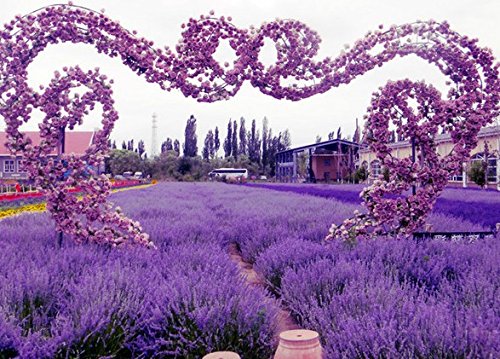 # 1040 SWEET LAVANDA * 20 semillas