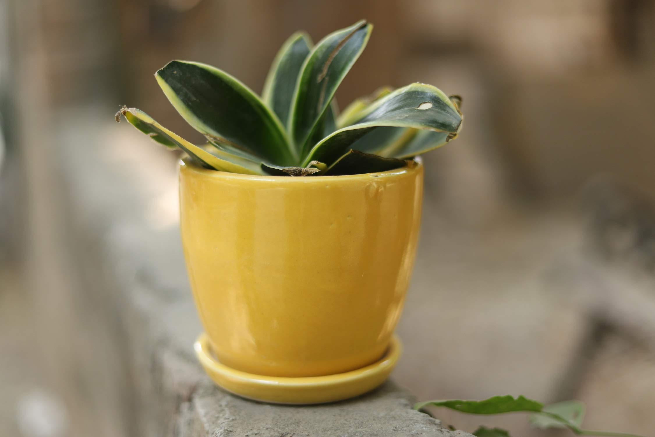 See full amazon price history chart for Lyallpur Stores Ceramic Yellow Planter Pot with Pot Base(Plate) for Table and Home Decor .Plants Not Included, 2 Pieces Lyallpur Stores Ceramic Yellow Planter Pot with Pot Base(Plate) for Table and Home Decor .Plants Not Included, 2 Pieces (B08GLN6DM8) Amazon Price History, Amazon Price Tracker
