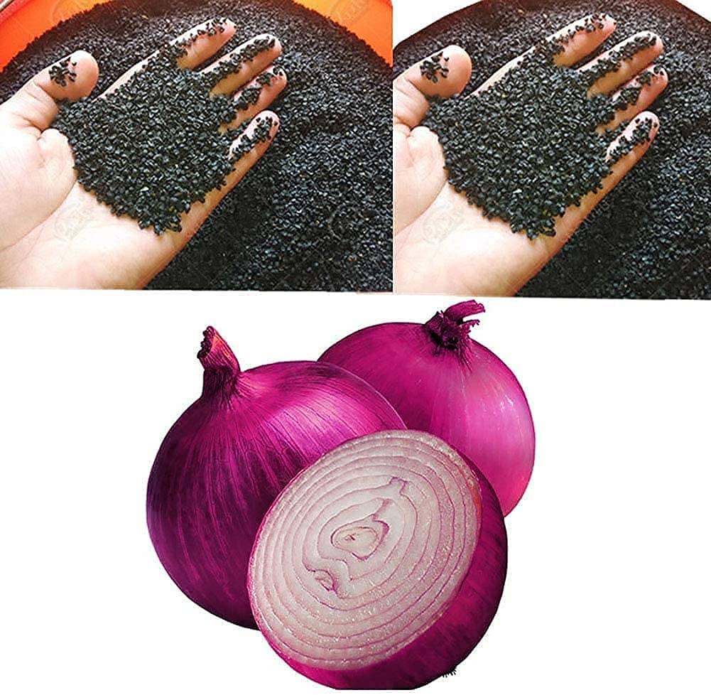 Buy Trench ONION Nigella Kalonji Kiraita Karunjeeragam Onion