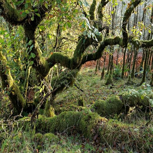 Unveiling the Secrets of Scotland's Celtic Rainforest Part One