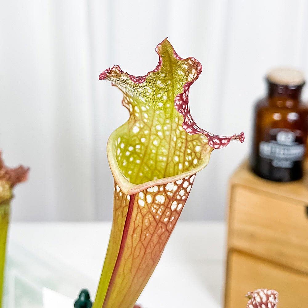 サラセニア レウコフィラ アルバ ベリーホワイトトップス 食虫植物 Sarracenia leucophylla var. alba - サラセニア・ダーリングトニア