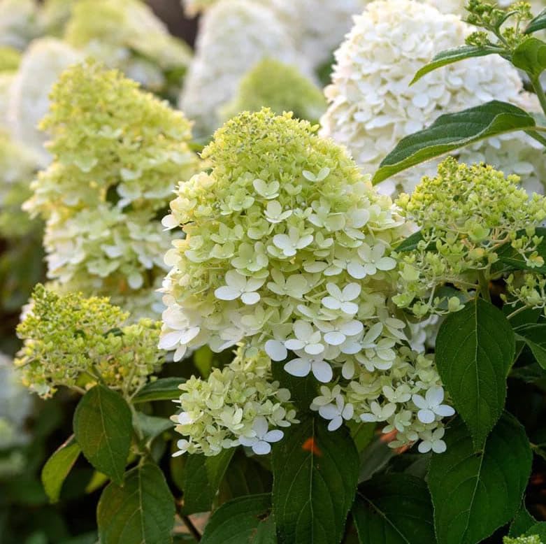2 Limelight Hydrangea Shrubs - 6-12 Tall Live Plants - 2.5 Pots