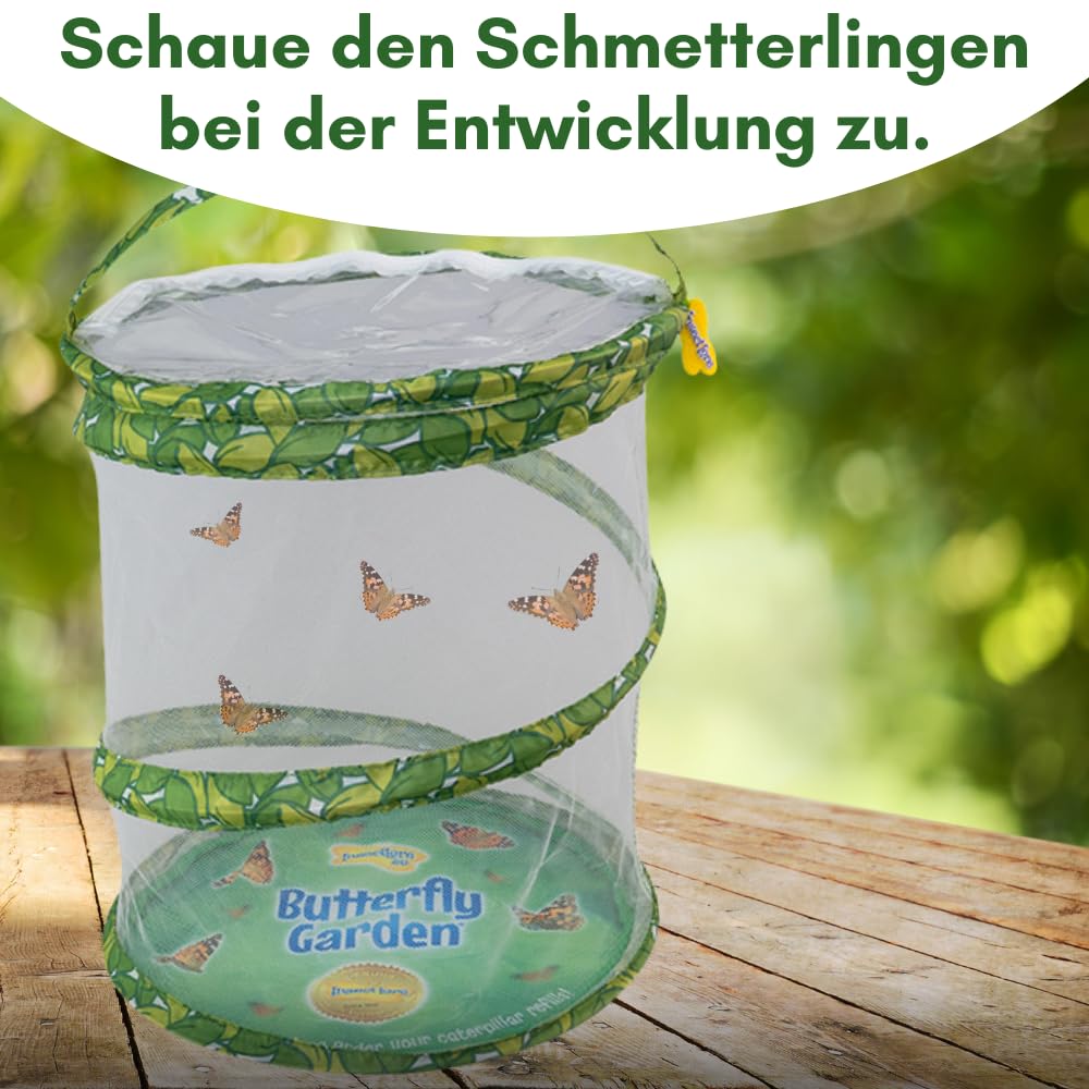 Insect Lore Gutschein Set: Schmetterlingszucht für Kinder & Erwachsene – Schmetterlingsgarten ohne lebende Raupen - Heimische Arten | Raupen züchten - Schmetterlingshabitat für zu Hause ab 3 Jahren