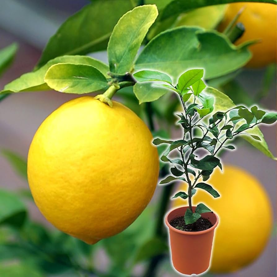 ◾️レモンの木☆ 実付き Amazon.co.jp: トゲなし レモン (《実付き》レモンの木 トゲなし