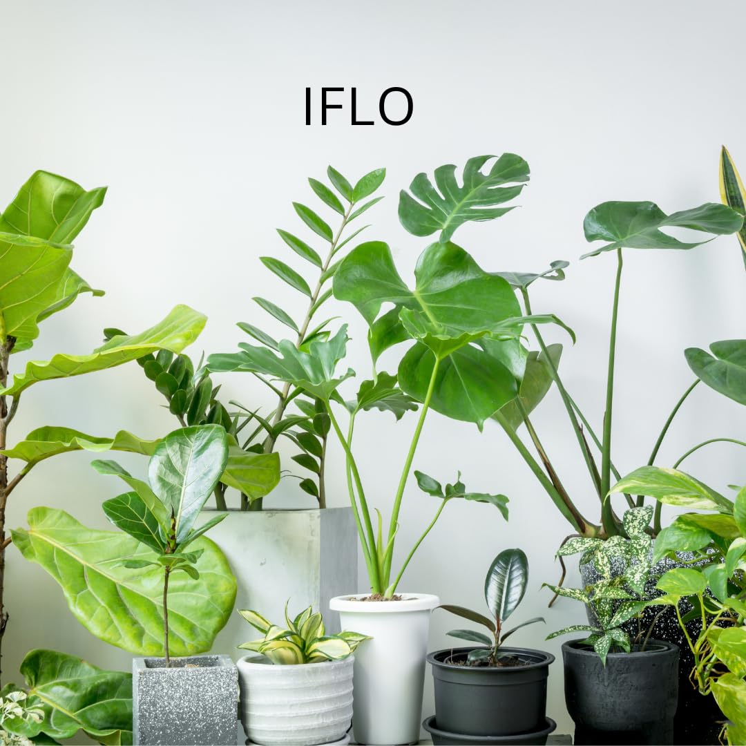 IFLO® Zimmerpflanzen Überraschungspaket – 12 pflegeleichte Pflanzen im Mix, grün, Topf Ø 12 cm, 30–75 cm hoch, natürliche Luftreiniger, für Wohnzimmer & Büro