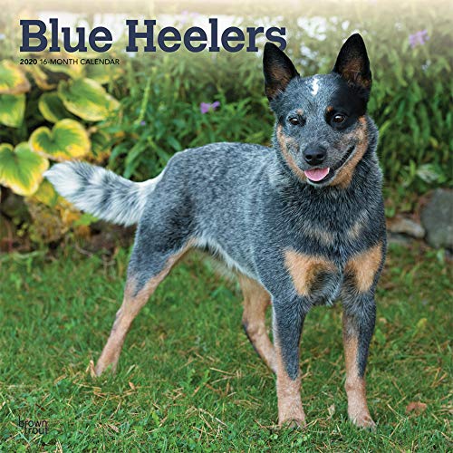 blue heeler accessories