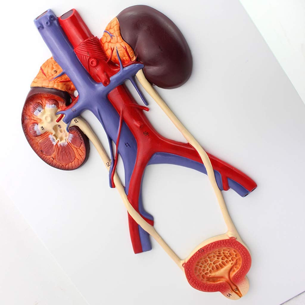 Model Układu Moczowego, Model Człowieka, Anatomiczny Ludzki Układ Moczowy Materia PVC Narzędzie Dydaktyczne Zestawy Naukowe, Materiały Laboratoryjne