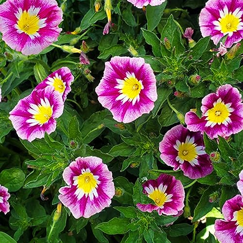 Sementes de Bela da Manhã Convolvulus Tricolor (Sortida) ISLA